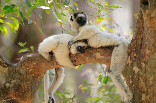 Sifakas, Two in a Tree